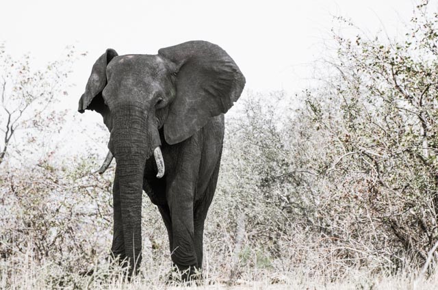 Elephant.